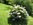 Bild aus eigenen Garten